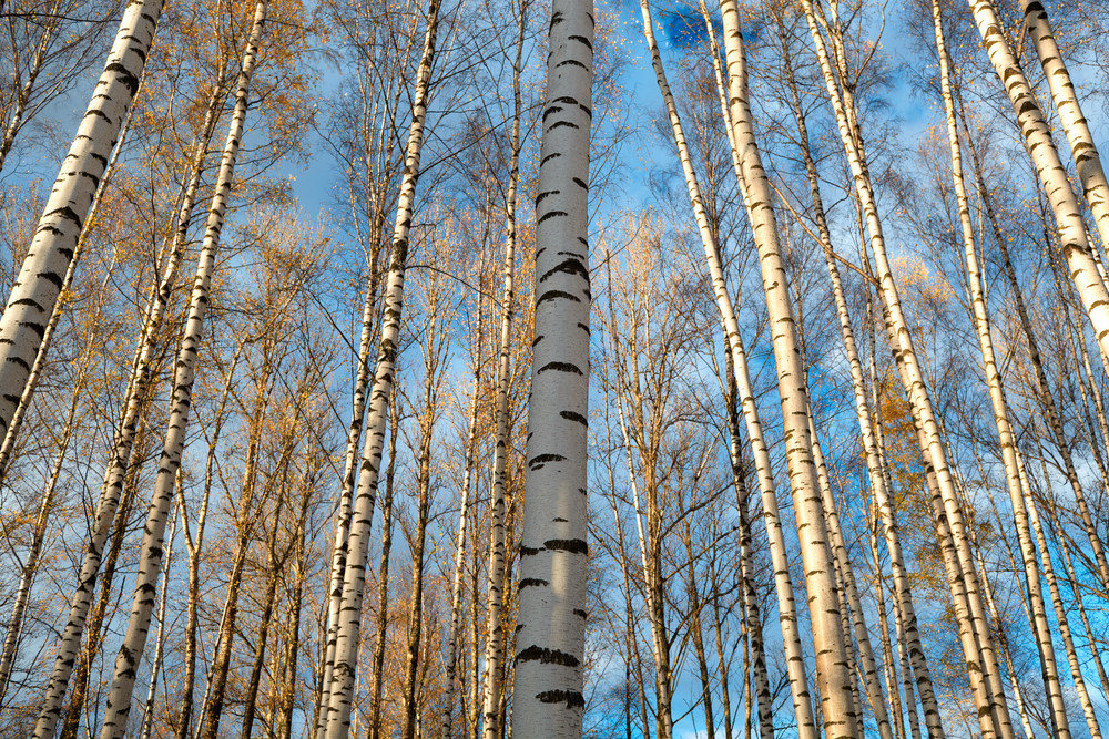 How to Choose the Right Tree Removal Company